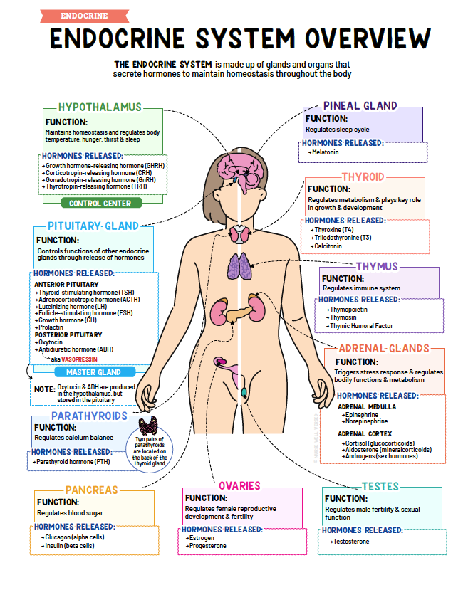 Endocrine Notes - Nurses Edge®