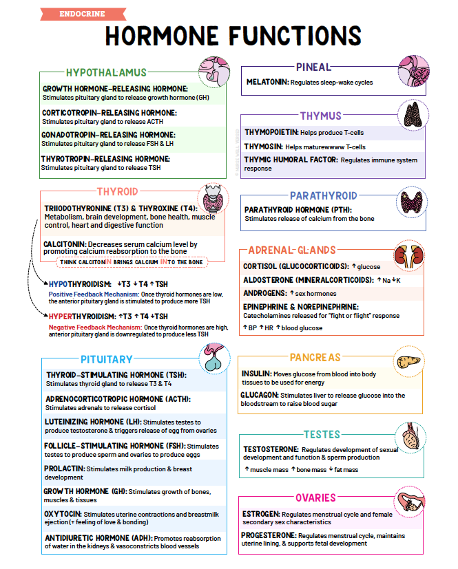 Endocrine Notes - Nurses Edge®