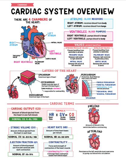 Cardiac Notes - Nurses Edge®