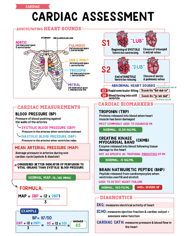 Cardiac Notes - Nurses Edge®
